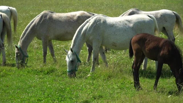 Lipizzan horses graze on a green meadow.