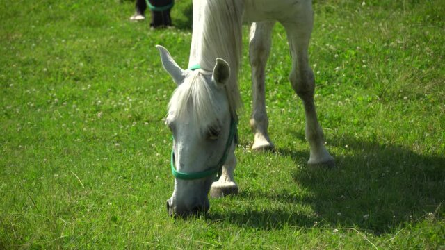 Lipizzan horses graze on a green meadow.
