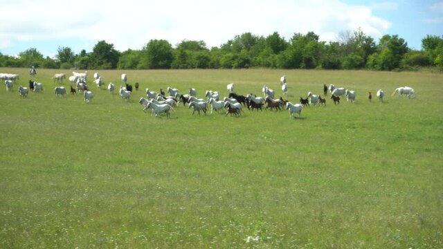 Lipizzan horses graze on a green meadow.