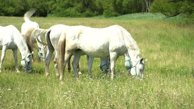 Lipizzan horses graze on a green meadow.