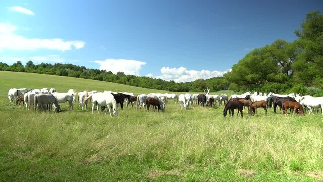 Lipizzan horses graze on a green meadow.