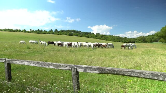 Lipizzan horses graze on a green meadow.