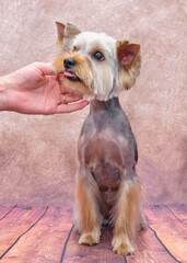 A Yorkshire Terrier sits on a vintage wooden floor. The dog is trimmed to breed standards.