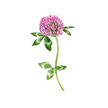 watercolor drawing red clover flower