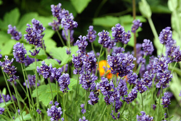 lavendel nahaufnahme