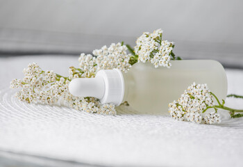 Obraz na płótnie Canvas Achillea millefolium, yarrow or common yarrow tincture/ essential oil bottle with yarrow blossoms on white background with copy space. Herbal medicine concept.