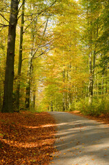 Fototapeta na wymiar Beautiful road through a forest with colorful leaves on the trees