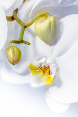 Flores de orquídea blanca con detalles amarillos y capullos por abrir