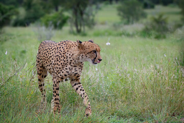 Cheetah walking in the long grass in Kruger National Park in South Africa