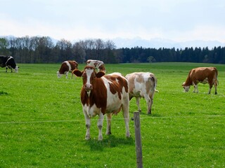 Fototapeta na wymiar Kühe auf der Weide mit elektrischem Zaun, Kuhherde