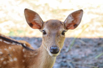 Chital,Spotted deer standing in the zoo.