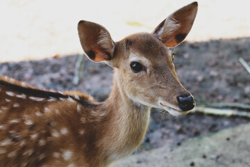 Chital,Spotted deer standing in the zoo.