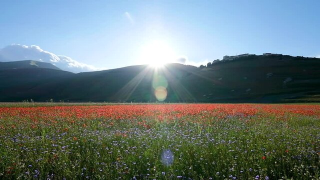 Sunset scene with shadows moving over a field of lentils with poppies, cornflowers and daisies blowing in the wind on the plains of Castelluccio di Norcia.