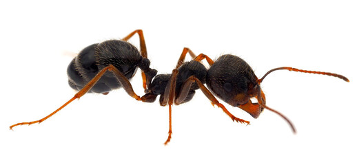 Ant isolated on white background, Messor ibericus