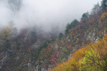 Autumn forest colours in the Carpathians, Romania, Europe - 365298739