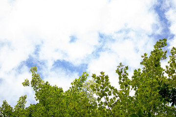 Leaves against the sky with room for text