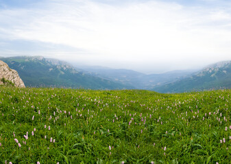 mountain meadow with flowers in a blue mist at the early morning, outdoor travel scene