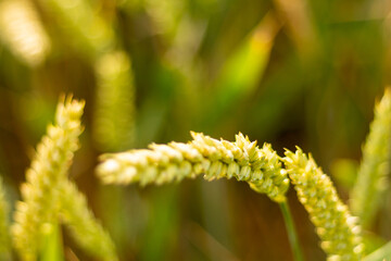 plante verte blé santé nature