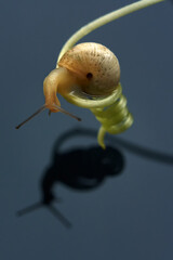 
A snail above the water on a spiral macro shot. Close-up.