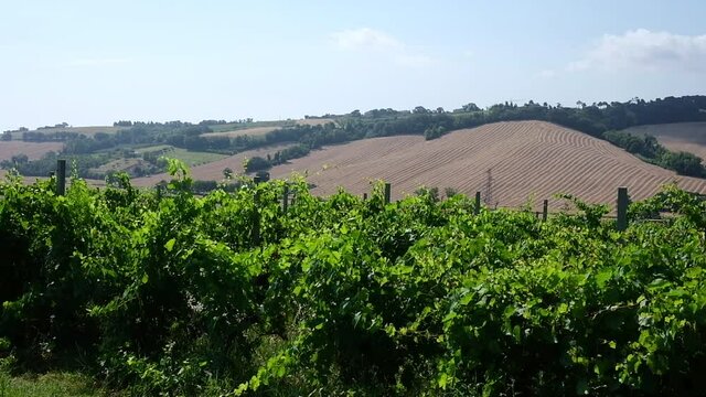 Beautiful vineyard located on the Italian hills, in the background a landscape of cultivated and cultivations and plowed fields typical of the marche region, a place where the best wine is produced 