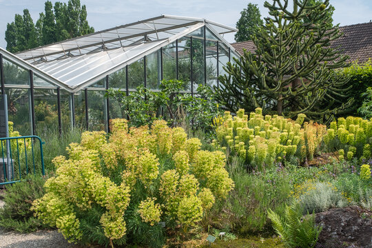Euphorbia characias ssp. wulfenii &ndash; Mittelmeer-Wolfsmilch