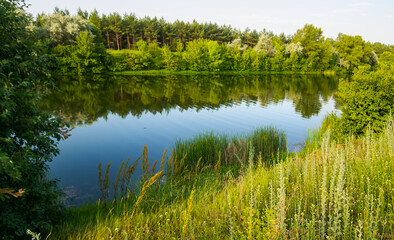 small quiet river with a forest on a coast, summer outdoor scene