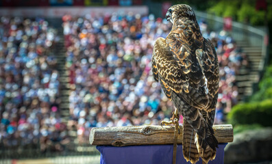 The buzzard is waiting his moment