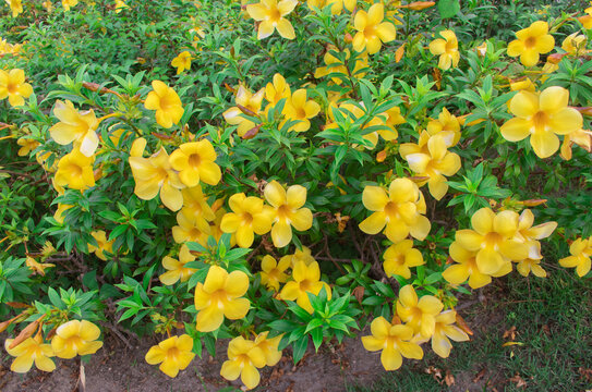 Fresh yellow flowers of Allamanda flower, Common allamanda, Golden trumpet, Yellow bell (Allamanda Cathartica) are blooming on tree with green leaves in the flower garden