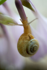 Beautiful photo of a snail on purple flowers close up