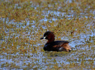 Little grebe fishing in a weed covered pond