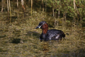 Little grebe fishing in a weed covered pond