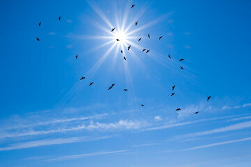 flock of raven circles in the sky with sparkle sun