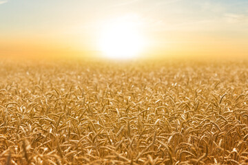 summer golden wheat field at the sunset, rural agricultural background © Yuriy Kulik