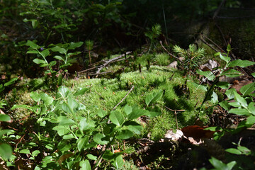 Polsterbildendes Moos und Triebe von Heidelbeere, hellgrünes Moos, Polstermoos