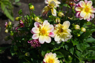 Naklejka premium Dahlias in Bloom