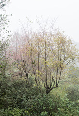 The cherry blossom tree is blooming on the high mountain with the fog.