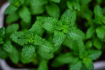 Green organic peppermint leaves closeup