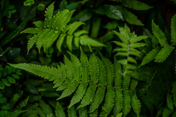 Fototapeta na wymiar Natural green fern in forest
