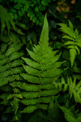 Natural green fern in forest