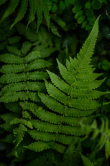 Fototapeta na wymiar Natural green fern in forest