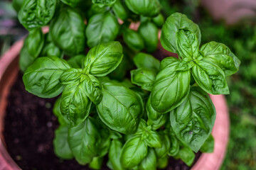 Fresh organic green basil leaves