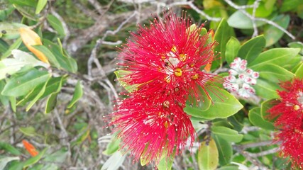 New Zealand Pohutukawa flower