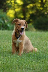 Cattle dog in the grass