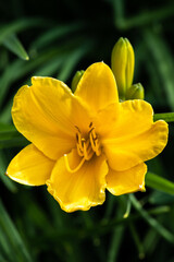 Obraz premium Flower of Daylily (Hemerocallis var Stella D'Oro)