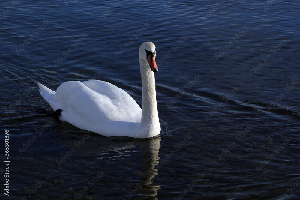 Wall mural swan