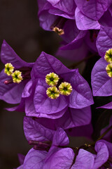 Beautiful lilac
bougainvillea with yellow flowers