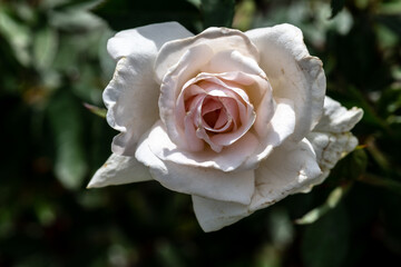 Garden Rose Flower, Variety 'Amy Grant'
