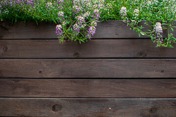 Wooden fence covered with natural ivy frame. Green leaves on a background of brown wooden boards. Fresh green ivy leaf over brown wood fence background. Wooden planks with green plants from above