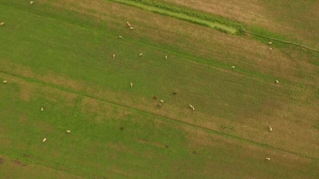 Droneshots of sheeps in the fields of Holland