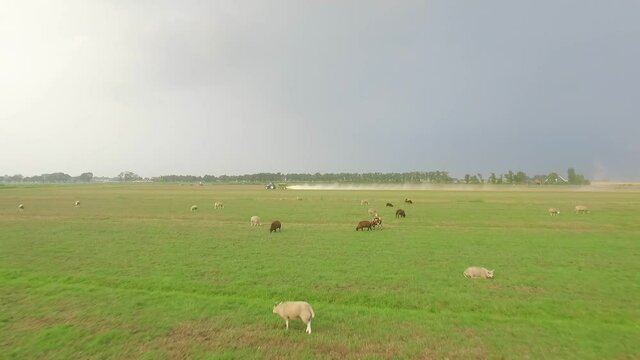 Droneshots of sheeps in the fields of Holland